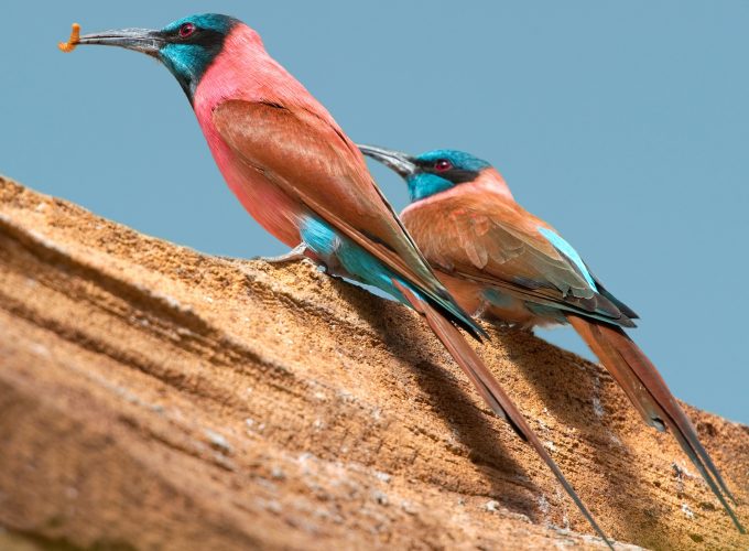 Wallpaper Northern carmine bee eater, Central African Republic, tourism, branch, pink, red, eyes, nature, animal, birds, Animals 854452745